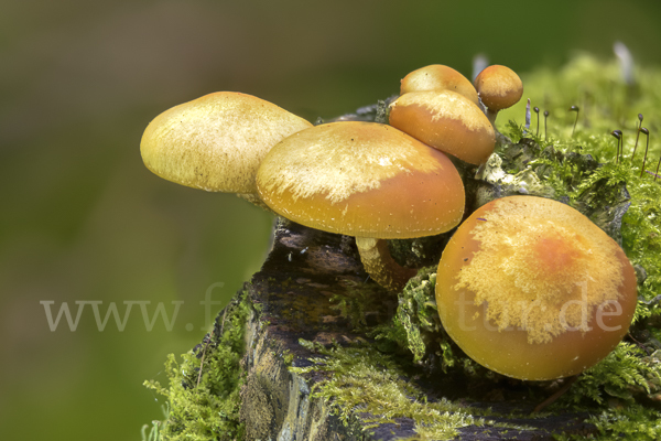 Stockschwämmchen (Kuehneromyces mutabilis)