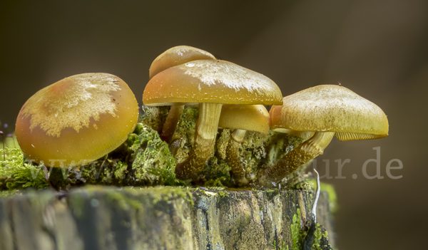 Stockschwämmchen (Kuehneromyces mutabilis)