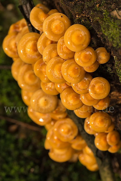 Stockschwämmchen (Kuehneromyces mutabilis)