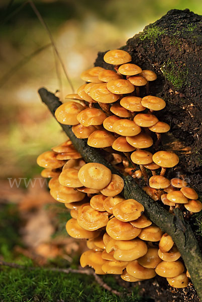 Stockschwämmchen (Kuehneromyces mutabilis)