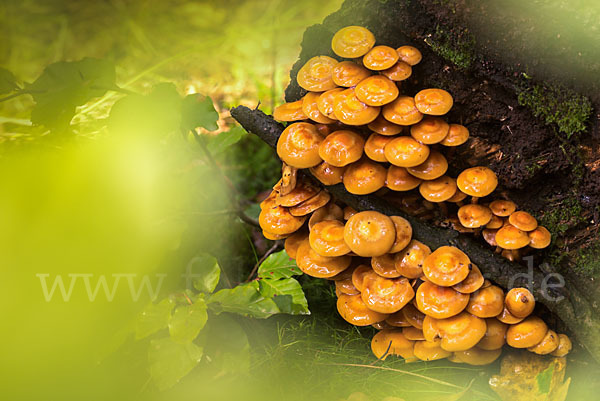 Stockschwämmchen (Kuehneromyces mutabilis)