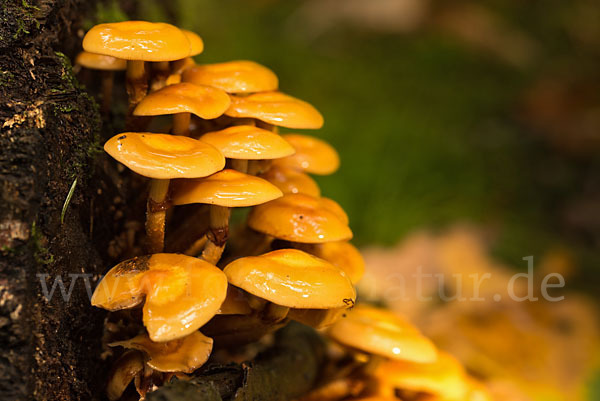 Stockschwämmchen (Kuehneromyces mutabilis)