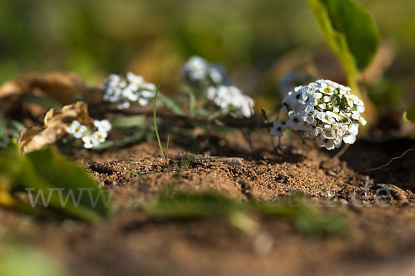 Strand-Silberkraut (Lobularia maritima)