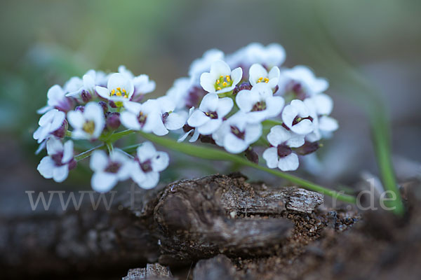 Strand-Silberkraut (Lobularia maritima)