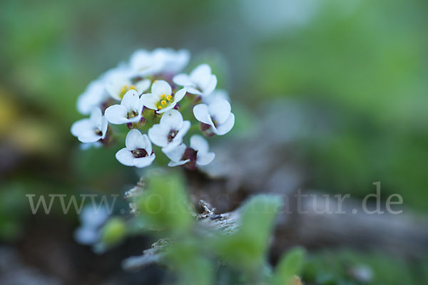 Strand-Silberkraut (Lobularia maritima)