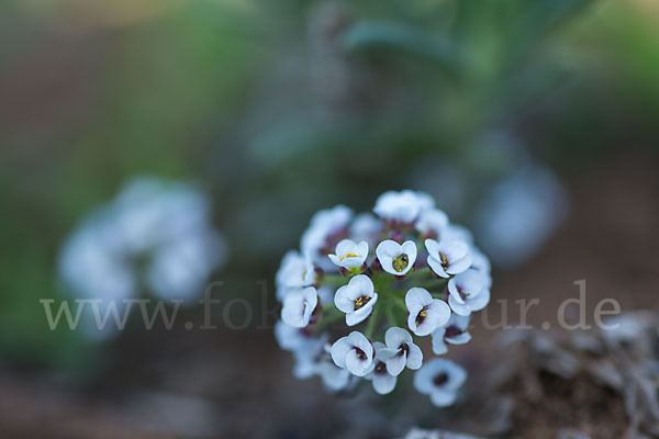 Strand-Silberkraut (Lobularia maritima)