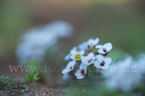 Strand-Silberkraut (Lobularia maritima)