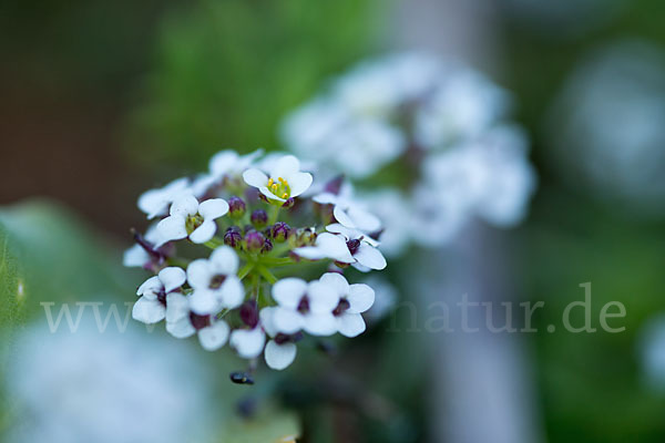 Strand-Silberkraut (Lobularia maritima)