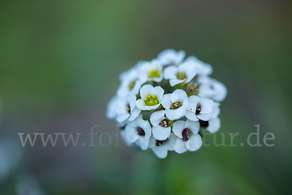 Strand-Silberkraut (Lobularia maritima)