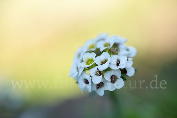 Strand-Silberkraut (Lobularia maritima)