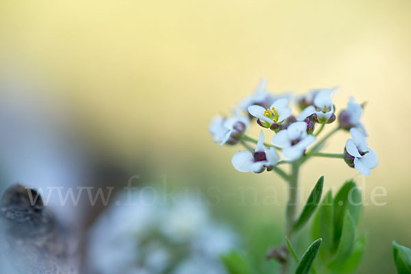 Strand-Silberkraut (Lobularia maritima)