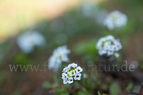 Strand-Silberkraut (Lobularia maritima)