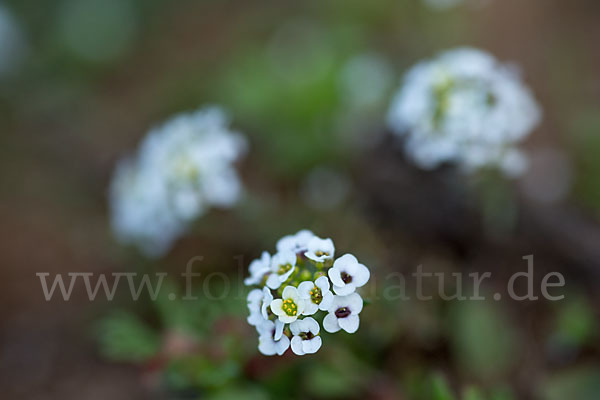 Strand-Silberkraut (Lobularia maritima)