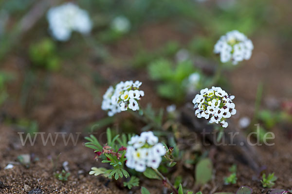 Strand-Silberkraut (Lobularia maritima)