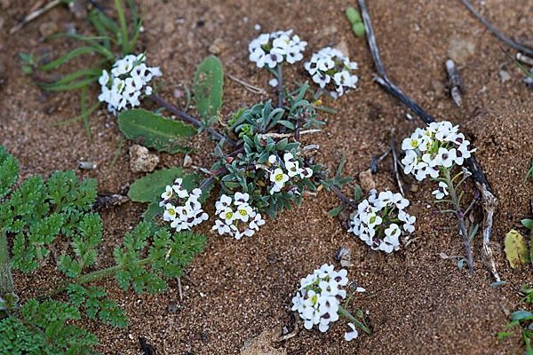 Strand-Silberkraut (Lobularia maritima)