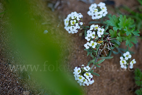 Strand-Silberkraut (Lobularia maritima)