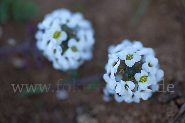 Strand-Silberkraut (Lobularia maritima)