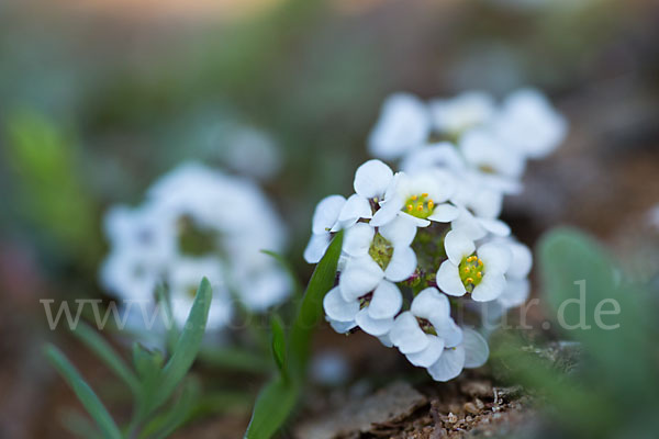 Strand-Silberkraut (Lobularia maritima)