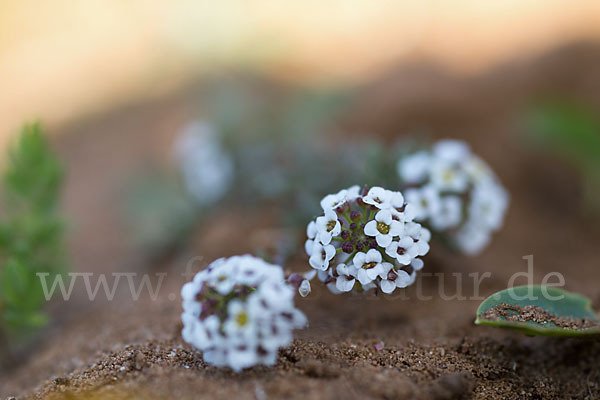 Strand-Silberkraut (Lobularia maritima)