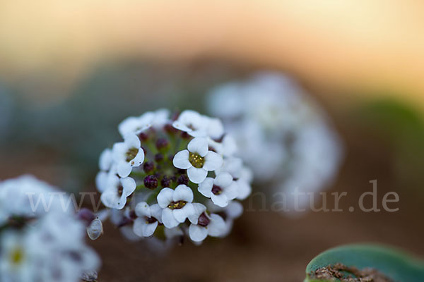 Strand-Silberkraut (Lobularia maritima)