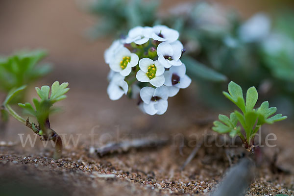 Strand-Silberkraut (Lobularia maritima)