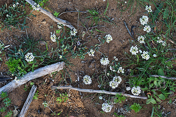 Strand-Silberkraut (Lobularia maritima)