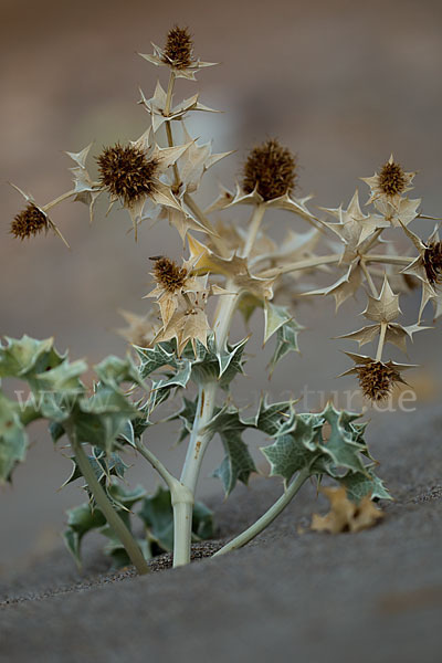 Stranddistel (Eryngium maritimum)