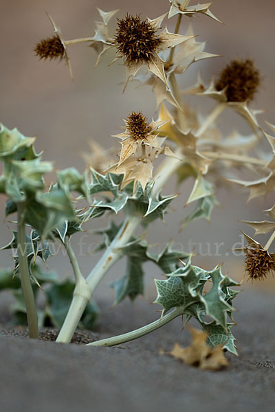 Stranddistel (Eryngium maritimum)