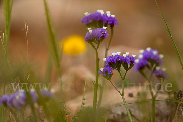 Strandflieder (Limonium spec.)