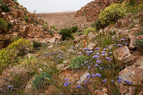 Strandflieder (Limonium spec.)