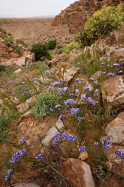 Strandflieder (Limonium spec.)