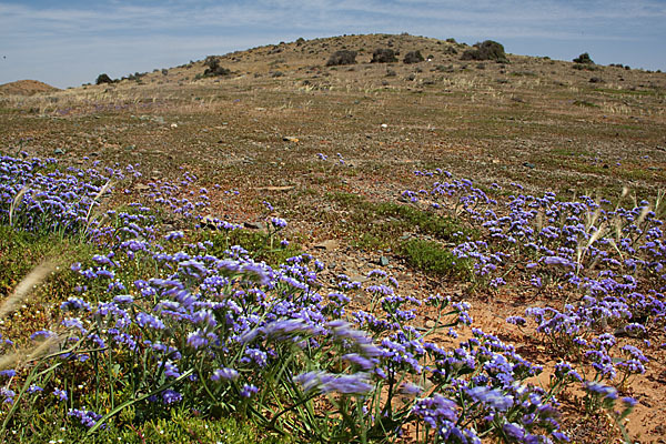 Strandflieder (Limonium spec.)