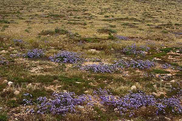 Strandflieder (Limonium spec.)