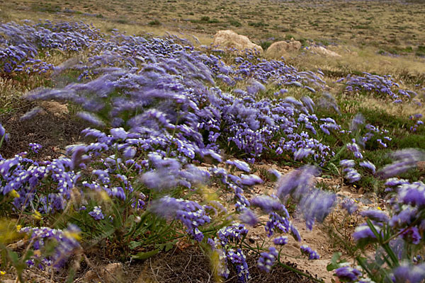 Strandflieder (Limonium spec.)