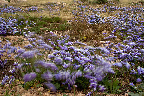 Strandflieder (Limonium spec.)