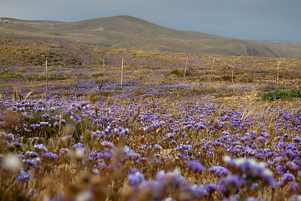 Strandflieder (Limonium spec.)