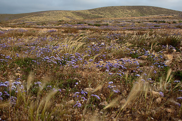 Strandflieder (Limonium spec.)