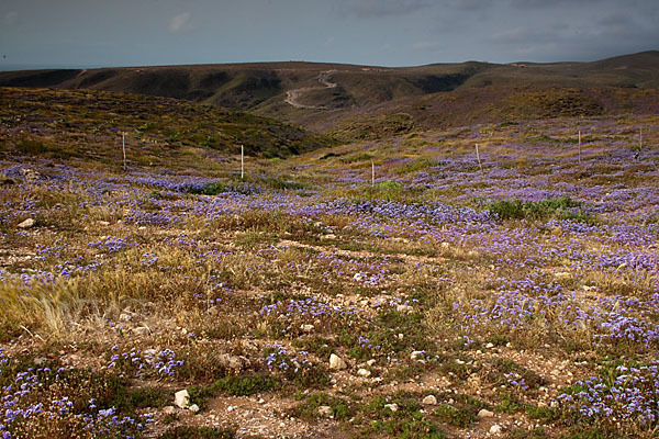 Strandflieder (Limonium spec.)