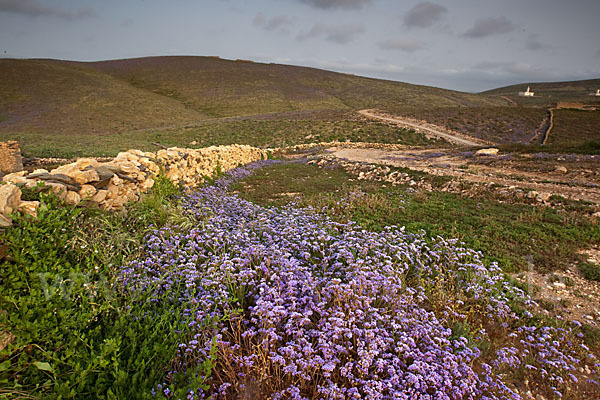 Strandflieder (Limonium spec.)