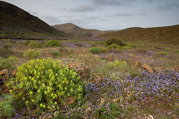 Strandflieder (Limonium spec.)