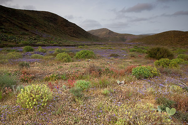 Strandflieder (Limonium spec.)