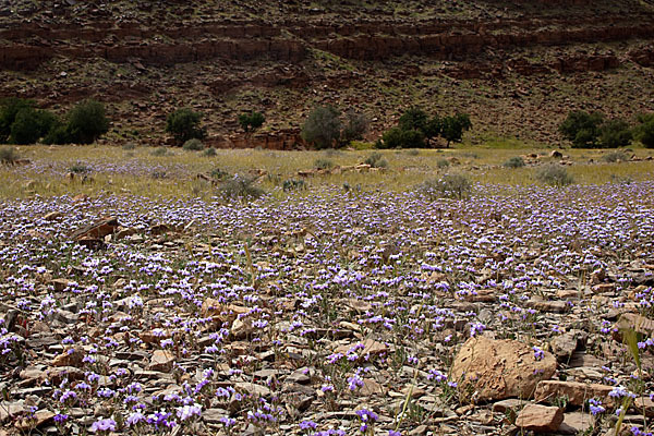 Strandflieder (Limonium spec.)