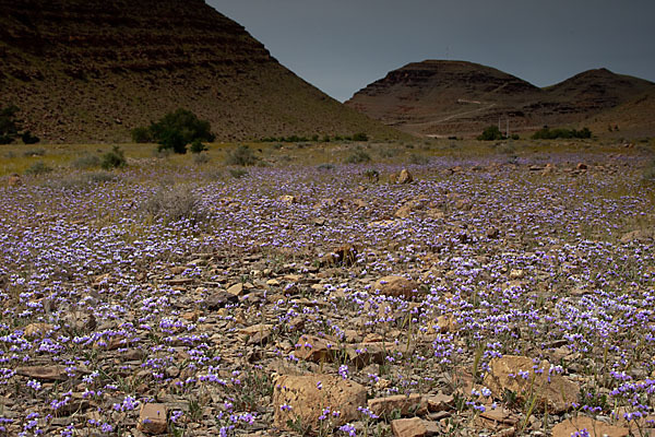 Strandflieder (Limonium spec.)