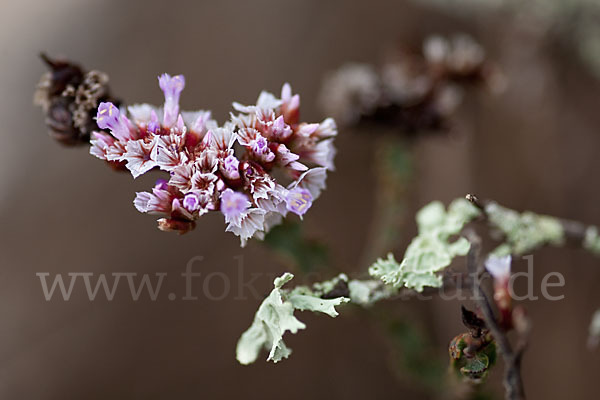 Strandflieder (Limonium spec.)