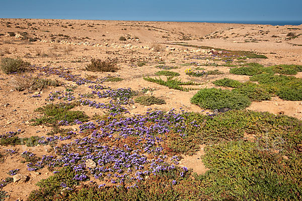 Strandflieder (Limonium spec.)