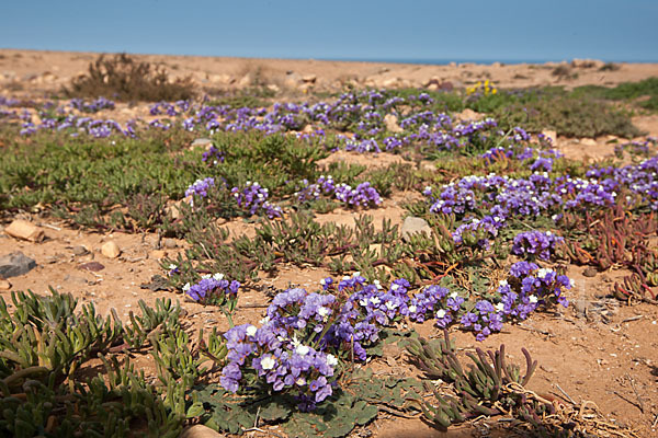 Strandflieder (Limonium spec.)