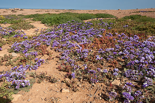 Strandflieder (Limonium spec.)