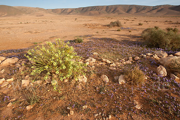 Strandflieder (Limonium spec.)