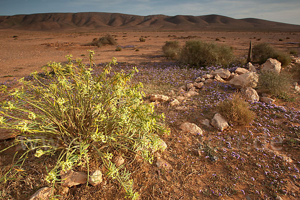 Strandflieder (Limonium spec.)