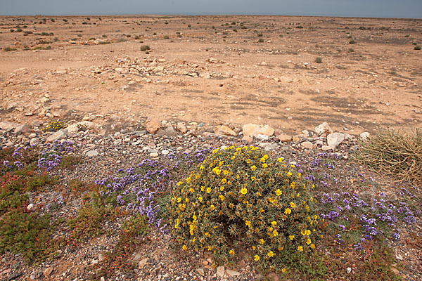 Strandflieder (Limonium spec.)